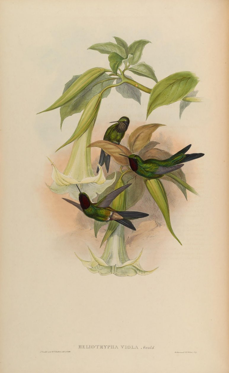 Heliotrypha viola = हेलियांगेलस वायोला द्वारा जॉन गोल्ड