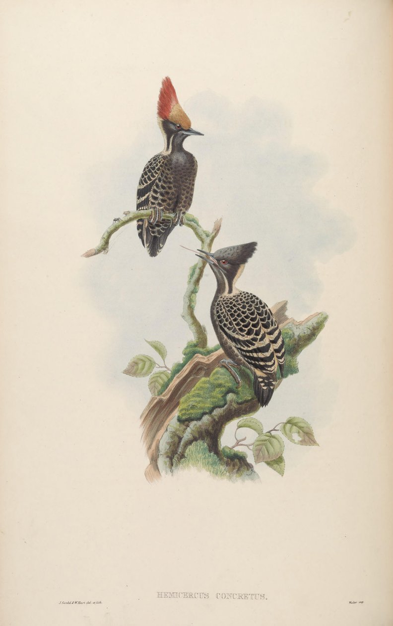 Hemicercns ठोस = Hemicircus सघन [2] द्वारा जॉन गोल्ड
