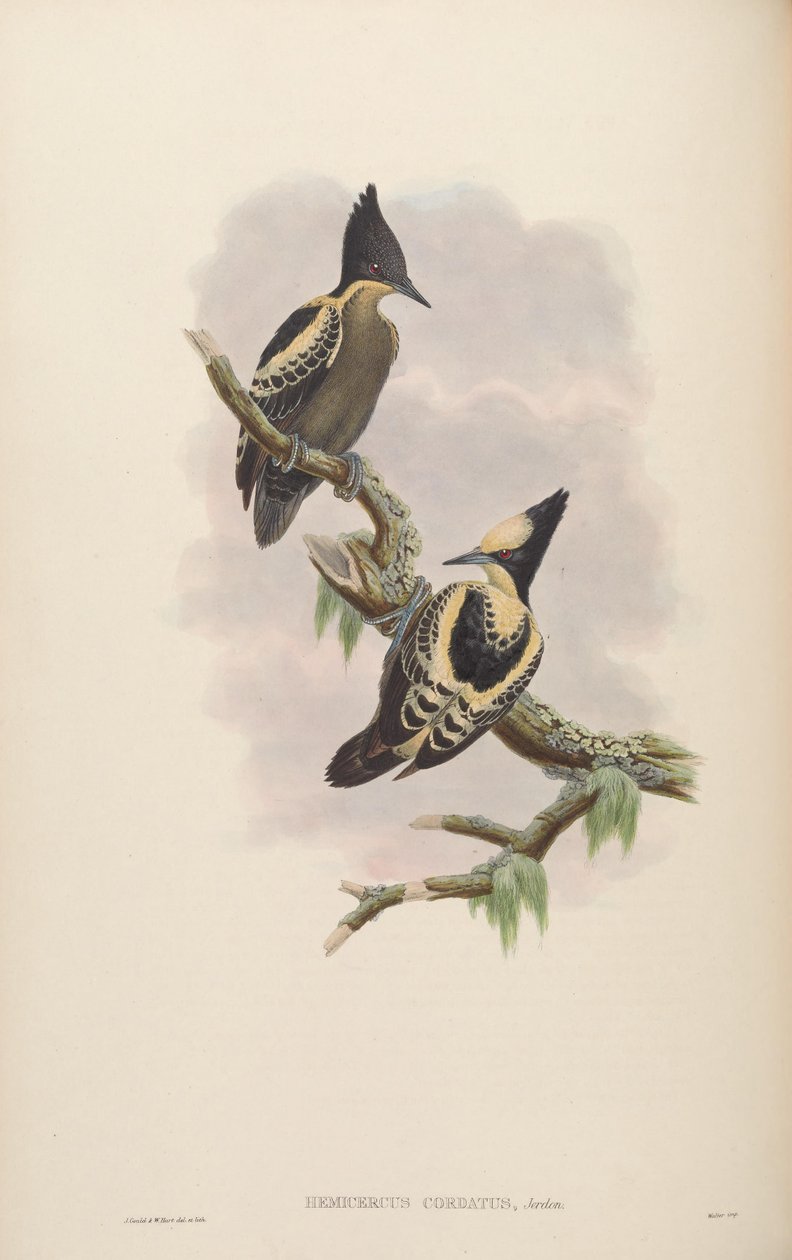 Hemicercns टोह = Hemicircus गायन [2] द्वारा जॉन गोल्ड