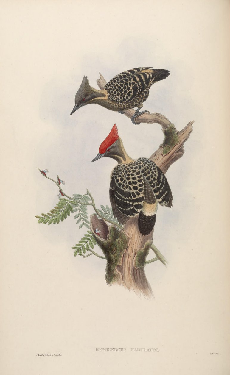 Hemicercns hartlaubi = Hemicircus गंदा ठोस [2] द्वारा जॉन गोल्ड