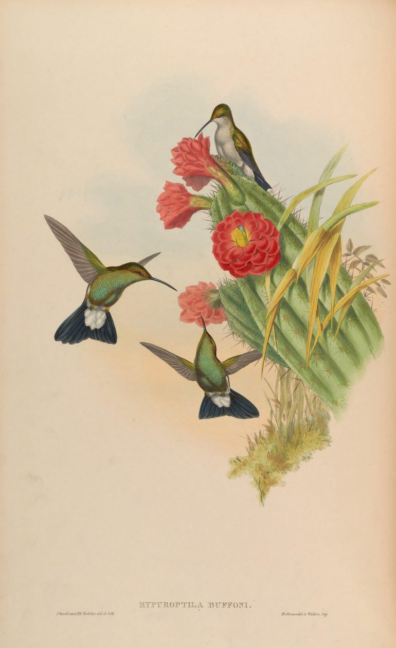 Hypuroptila buffonii = चेलिबुरा बफोनि द्वारा जॉन गोल्ड