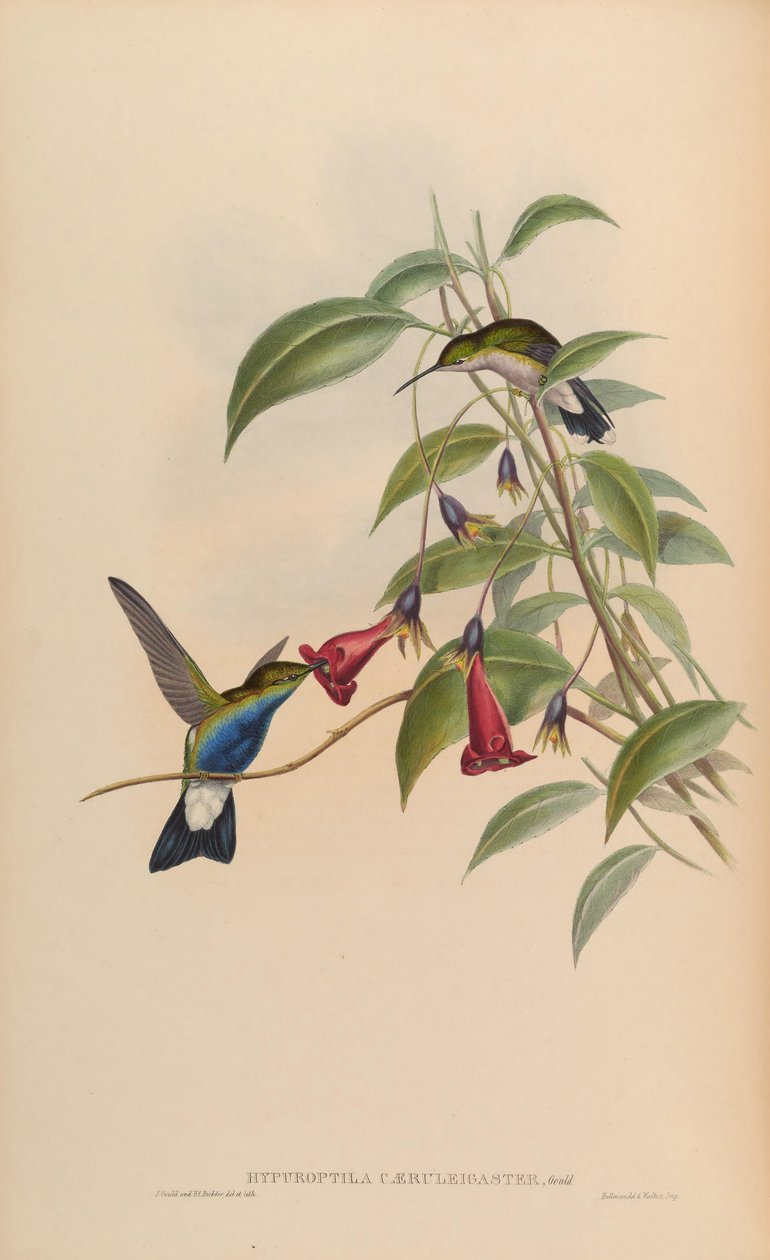 Hypuroptila caeruleigaster = Chalybura buffonii caeruleogaster द्वारा जॉन गोल्ड