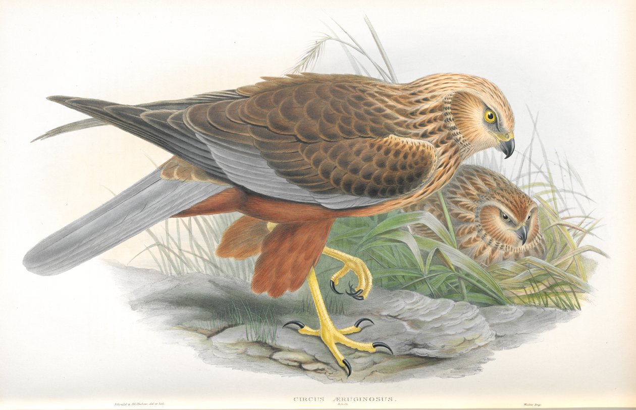 सर्कस Aeruginosus का चित्रण (मार्श-हैरियर) द्वारा जॉन गोल्ड