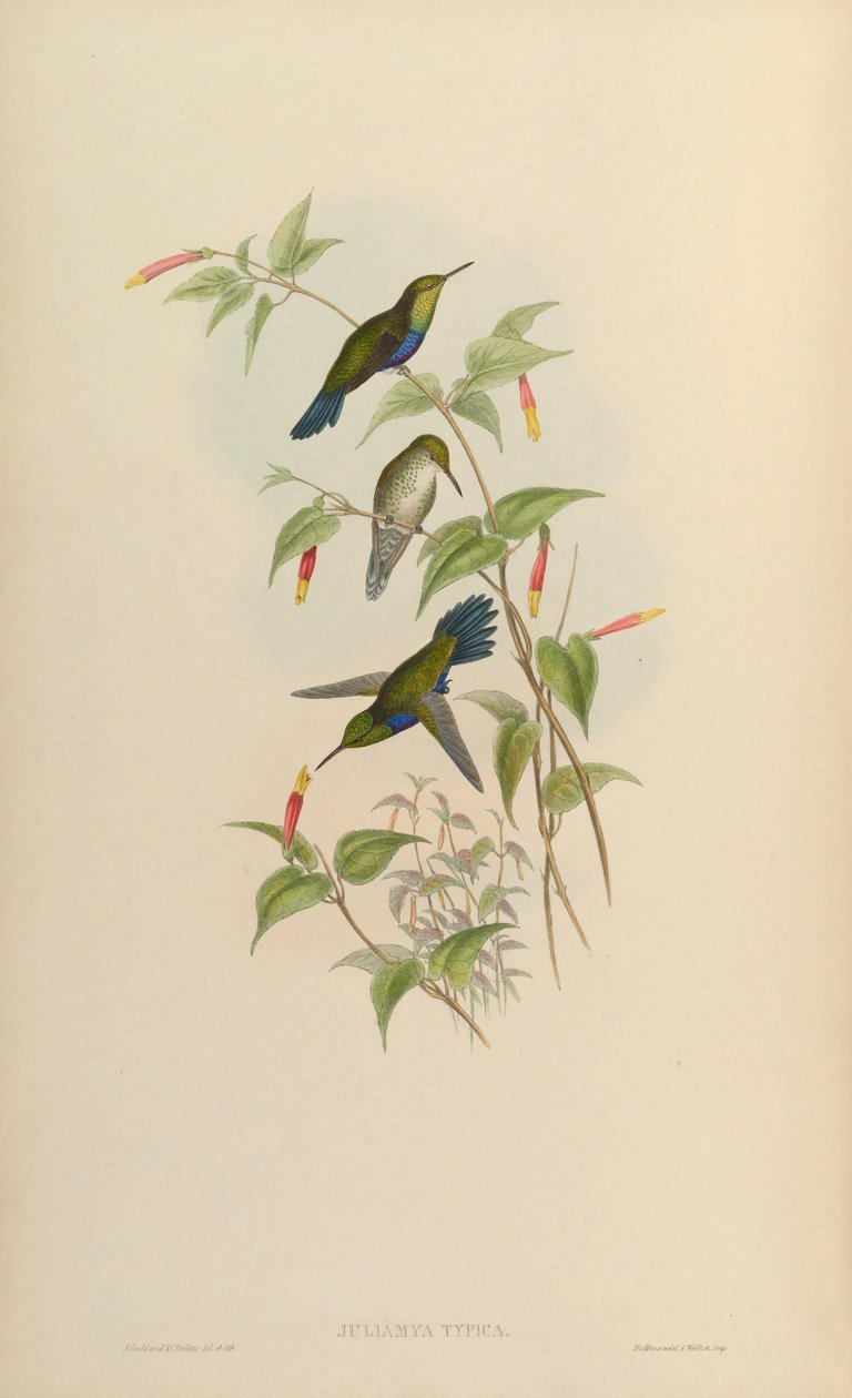 ठेठ Juliamyia = Damophila जूली द्वारा जॉन गोल्ड