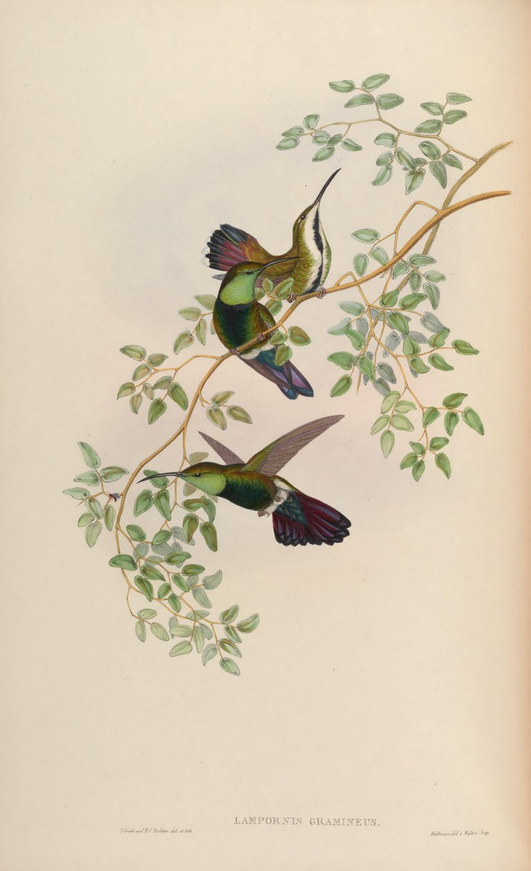 Lampornis gramineus = Anthracotkorax घास viridigula द्वारा जॉन गोल्ड
