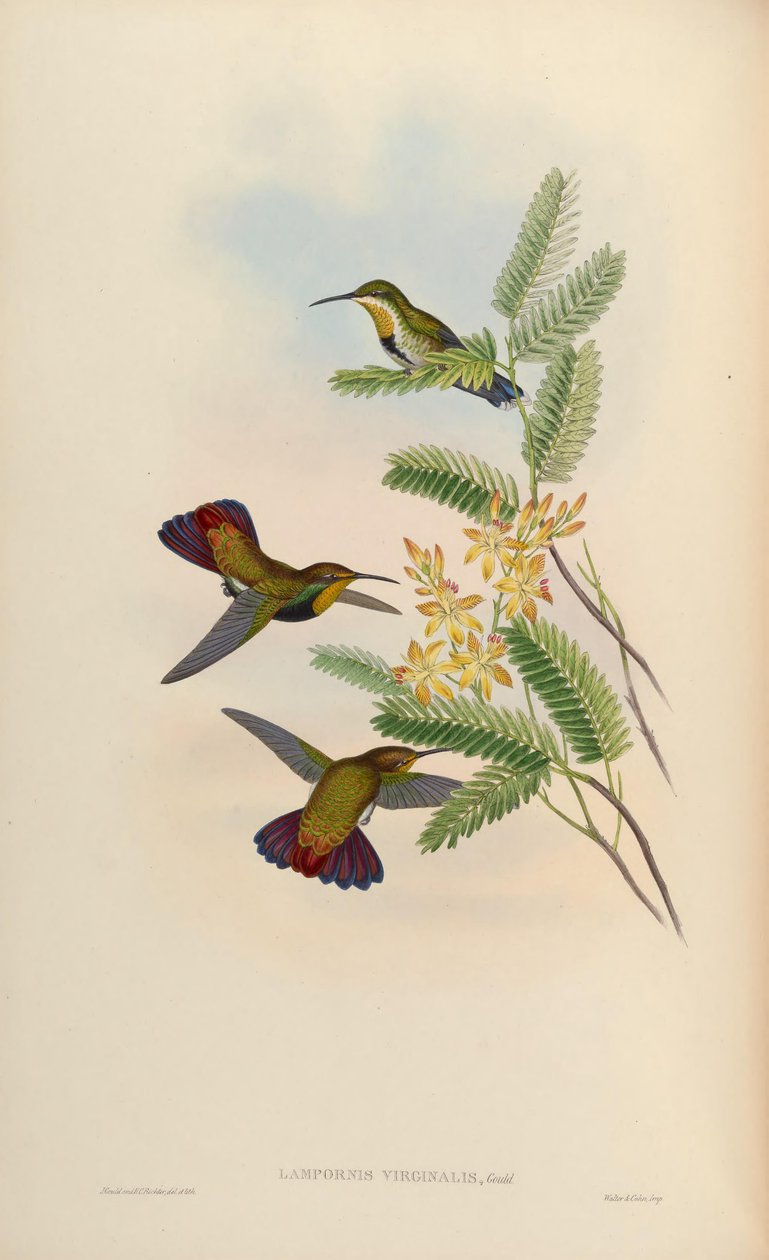 Lampornis Anthracotkorax एक रविवार रंग कुंवारी = द्वारा जॉन गोल्ड