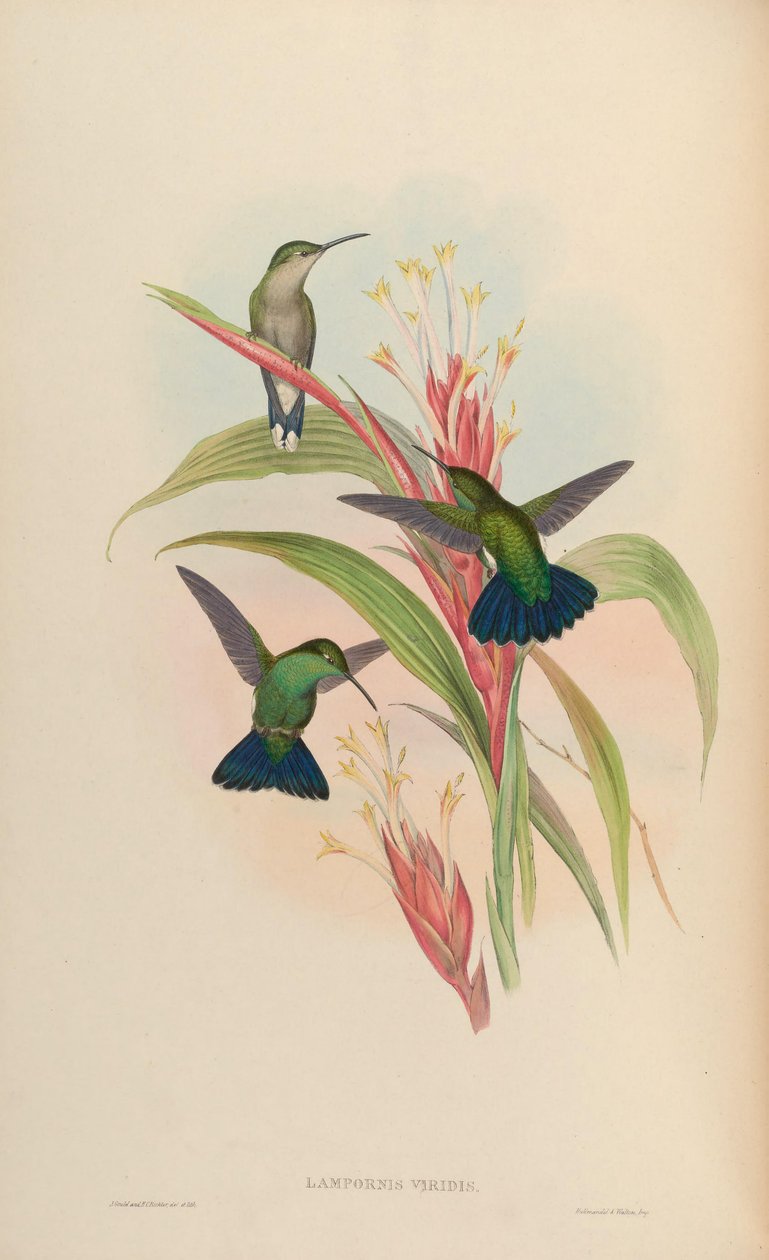 Lampornis हरी = हरी Anthracotkorax द्वारा जॉन गोल्ड