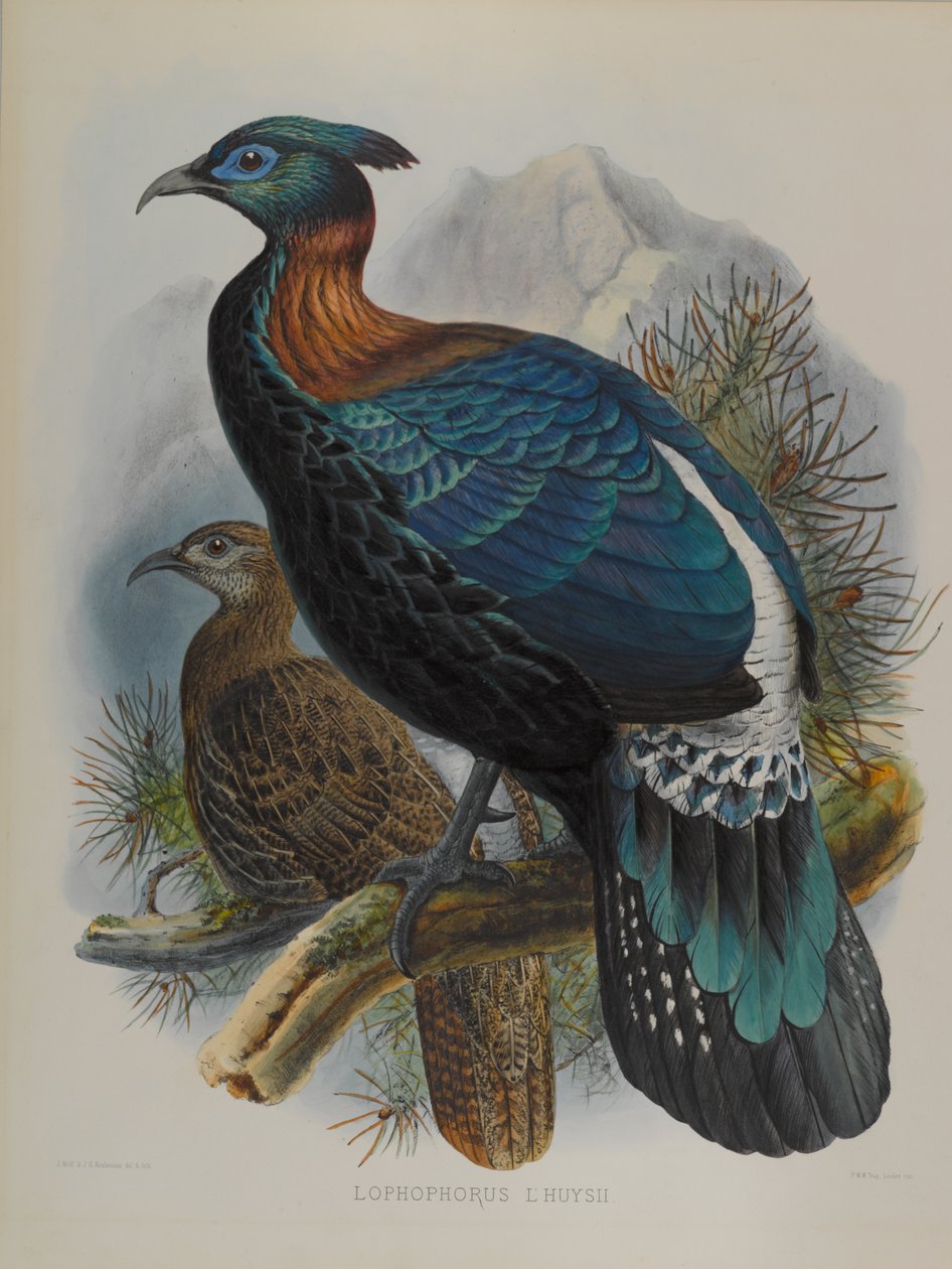 Lophophorus LHuysii द्वारा जॉन गोल्ड