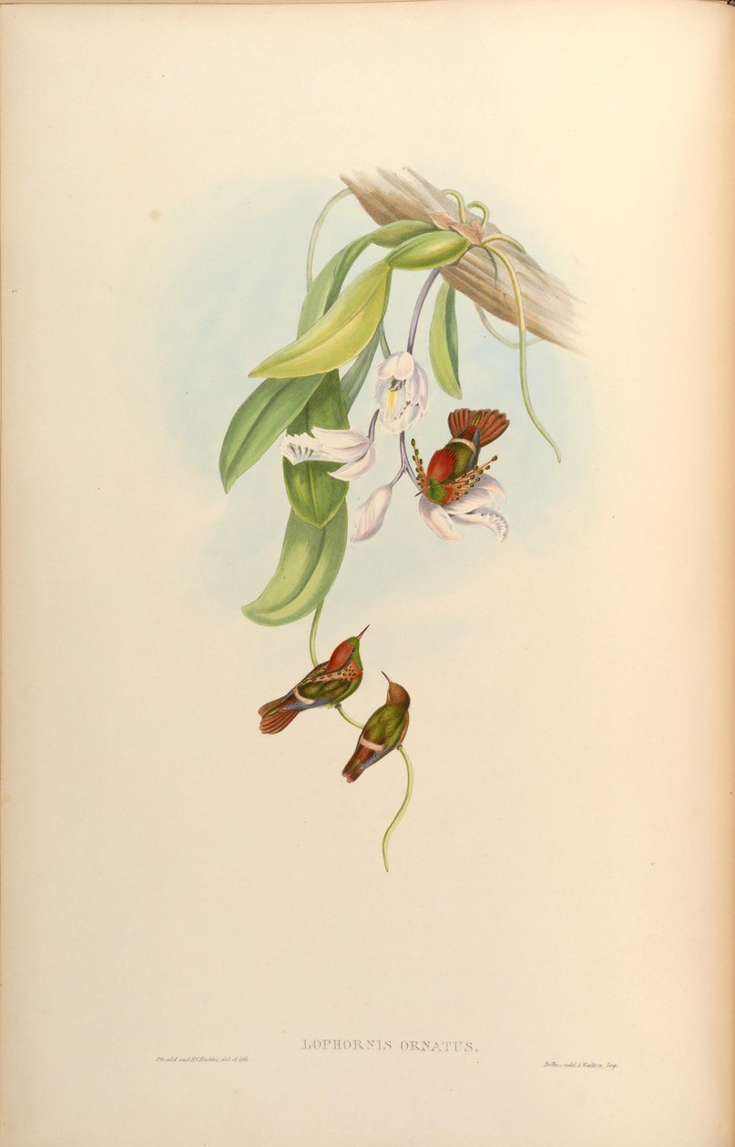 Lophornis फर्नीचर द्वारा जॉन गोल्ड