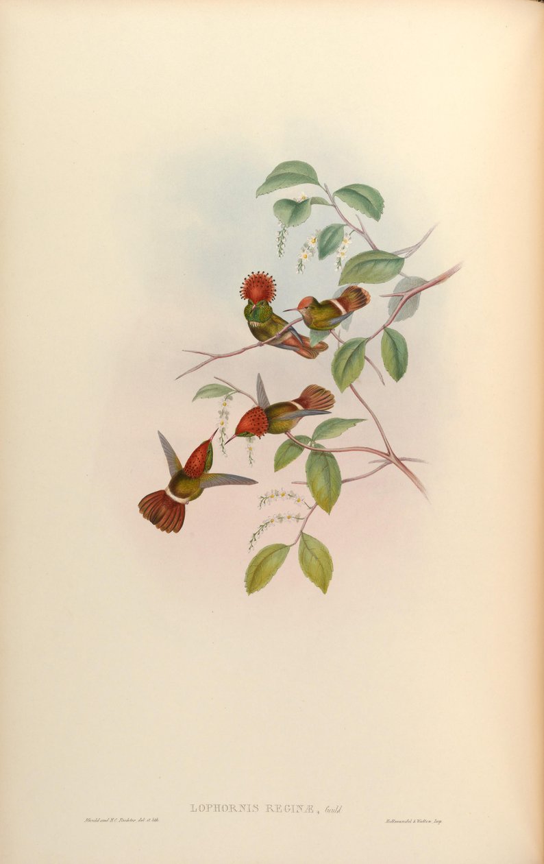 Lophornis रानी = Lophornis stictolophus द्वारा जॉन गोल्ड