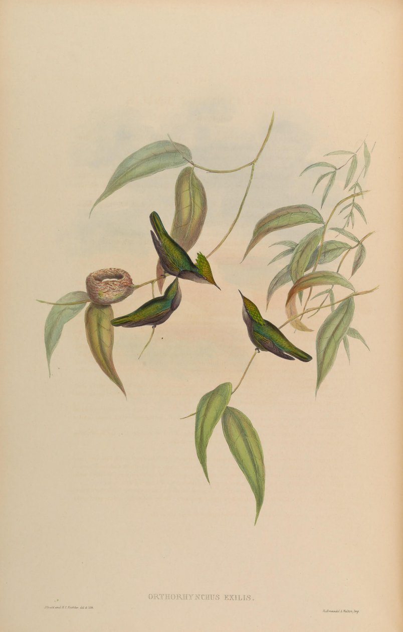 Orthorhynchus मतलब = एक मामूली orthorhynchus कलगी द्वारा जॉन गोल्ड