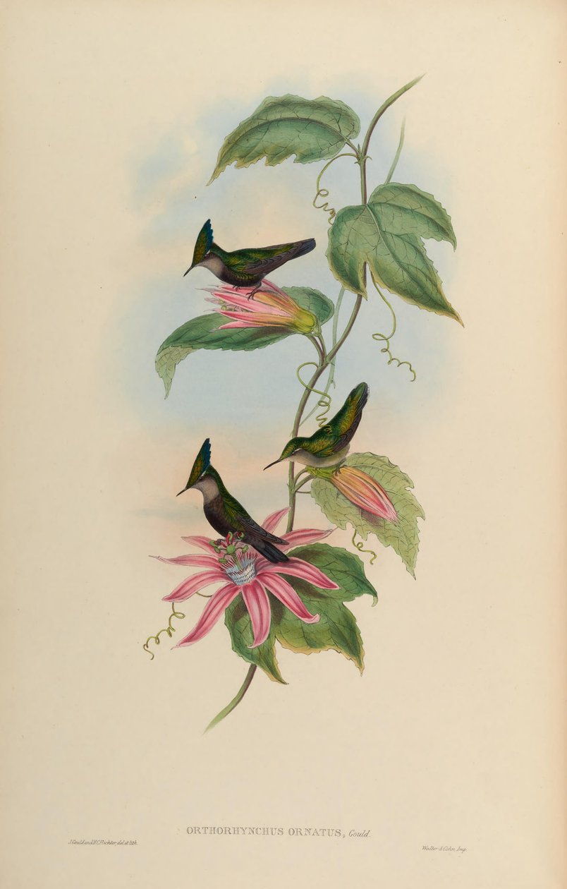 Orthorhynchus पोशाक वह कलगी नहीं पहनता था = orthorhynchus द्वारा जॉन गोल्ड