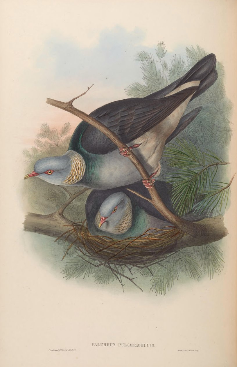 कबूतर कबूतर pulchricollis = pulchricollis द्वारा जॉन गोल्ड