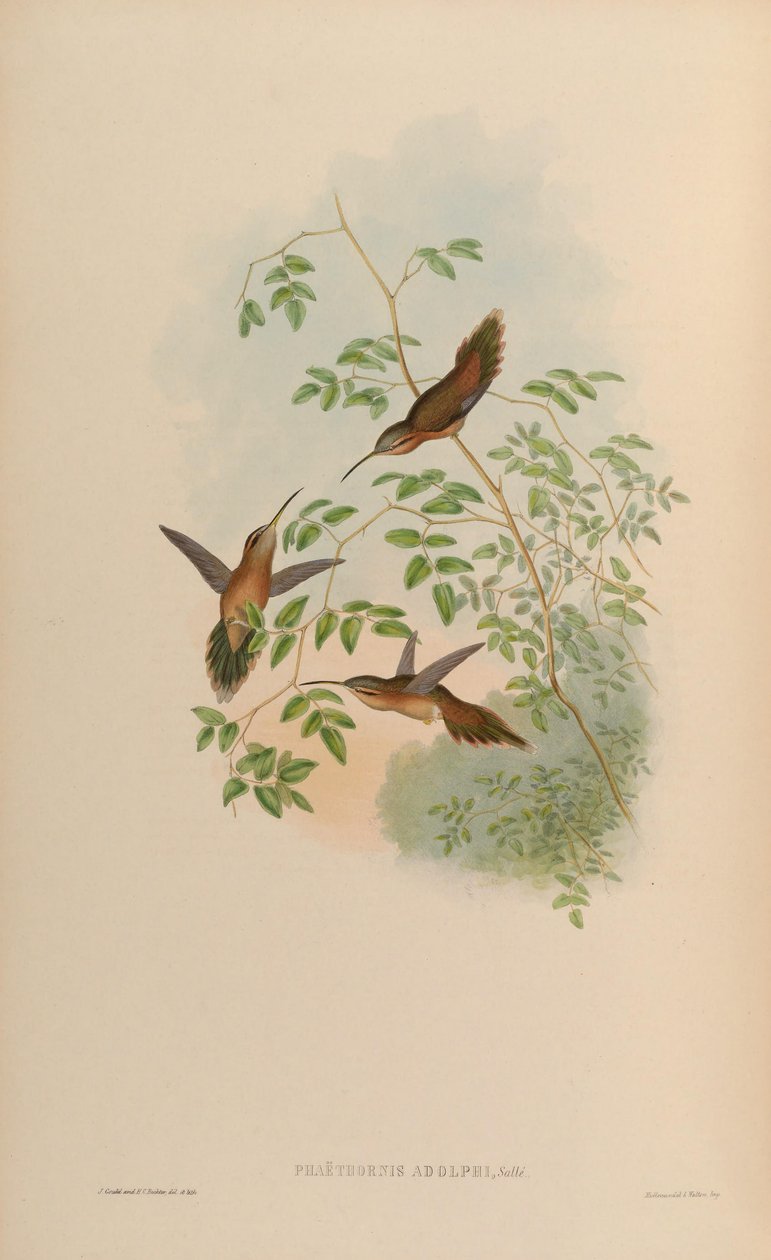 Adolphi = Phaethornis Phaethornis संतुष्ट striigularis; द्वारा जॉन गोल्ड