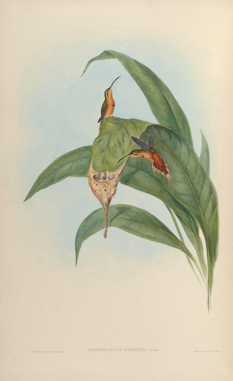 साधु Phaethornis Phaethornis लाल = लाल द्वारा जॉन गोल्ड