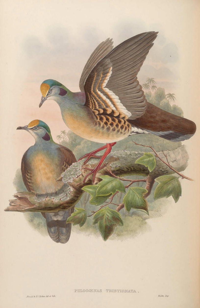 Phlogoenas tristigma = Gallicolumba tristigmata द्वारा जॉन गोल्ड