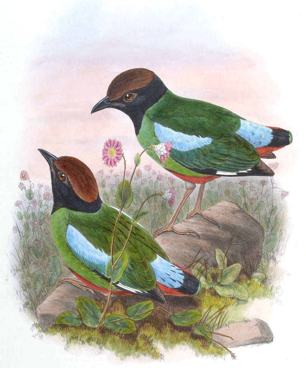Pitta cucullata = पित्त sordida cucullata द्वारा जॉन गोल्ड