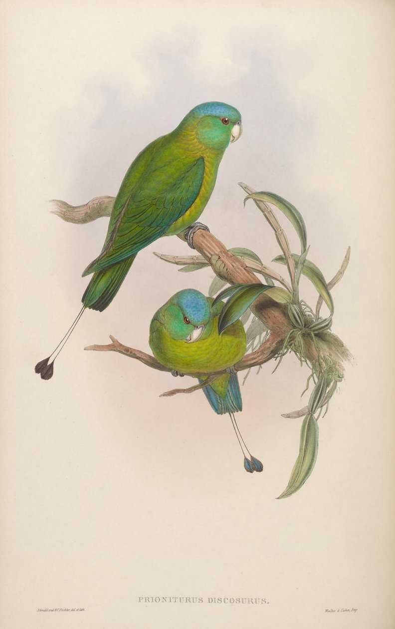 Prioniturus discurus द्वारा जॉन गोल्ड