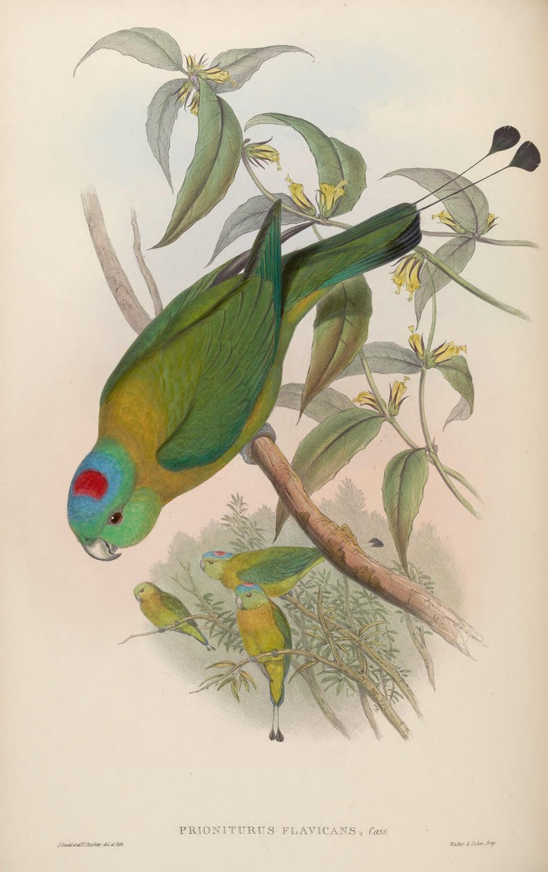 Prioniturus flavicans द्वारा जॉन गोल्ड