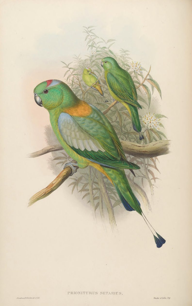 Prioniturus setarius = Prioniturus platurus द्वारा जॉन गोल्ड