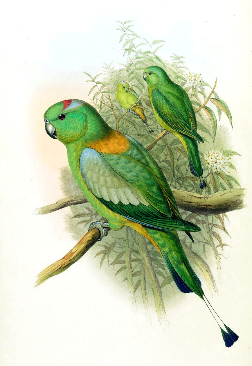 Prioniturus setarius = Prioniturus platurus द्वारा जॉन गोल्ड