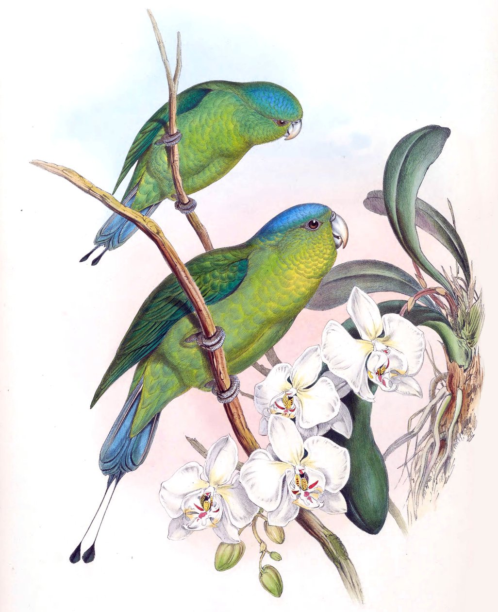 Prioniturus spatuliger = Prioniturus discurus द्वारा जॉन गोल्ड