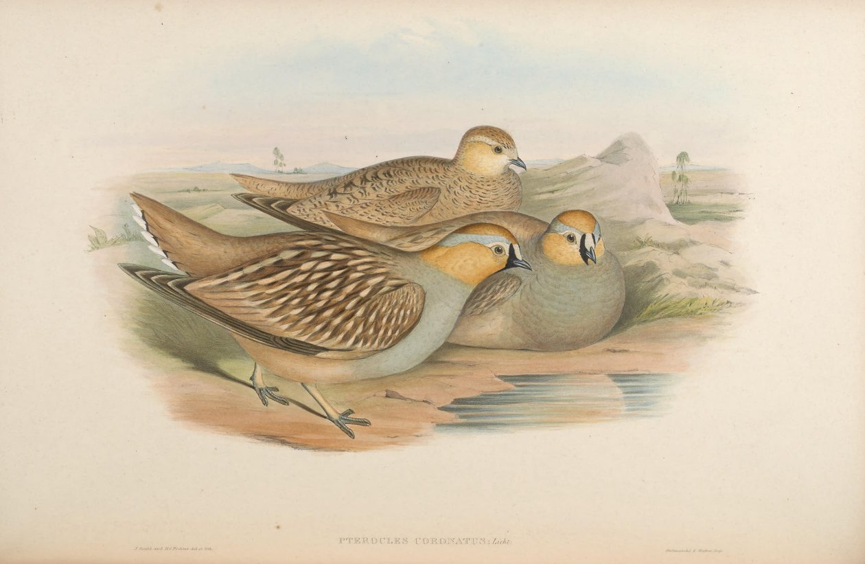 Pterocles coronatns द्वारा जॉन गोल्ड