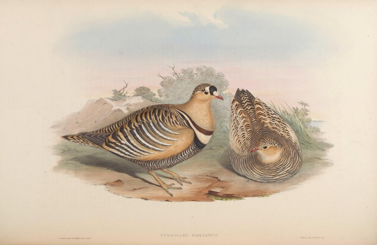 Pterocles fasciatus = पेटरोकल्स संकेत द्वारा जॉन गोल्ड