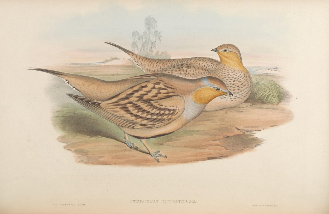 Pterocles guttatus = Pterocles senegallus द्वारा जॉन गोल्ड