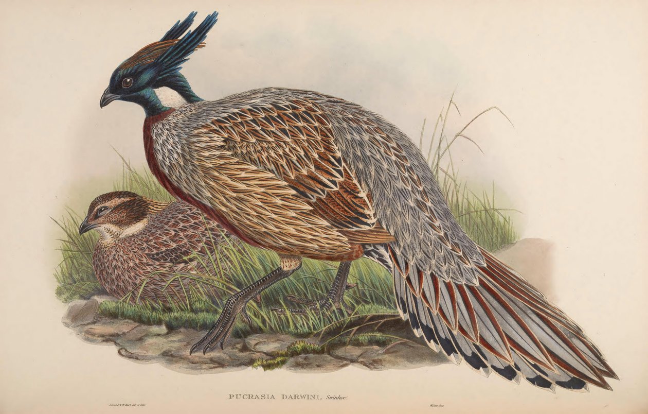 Pucrasia darwini = Pucrasia macrolopha darwini द्वारा जॉन गोल्ड