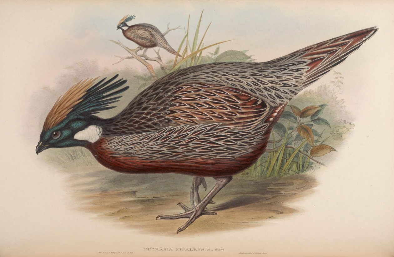 Pucrasia nipalensis = Pucrasia macrolopha nipalensis द्वारा जॉन गोल्ड