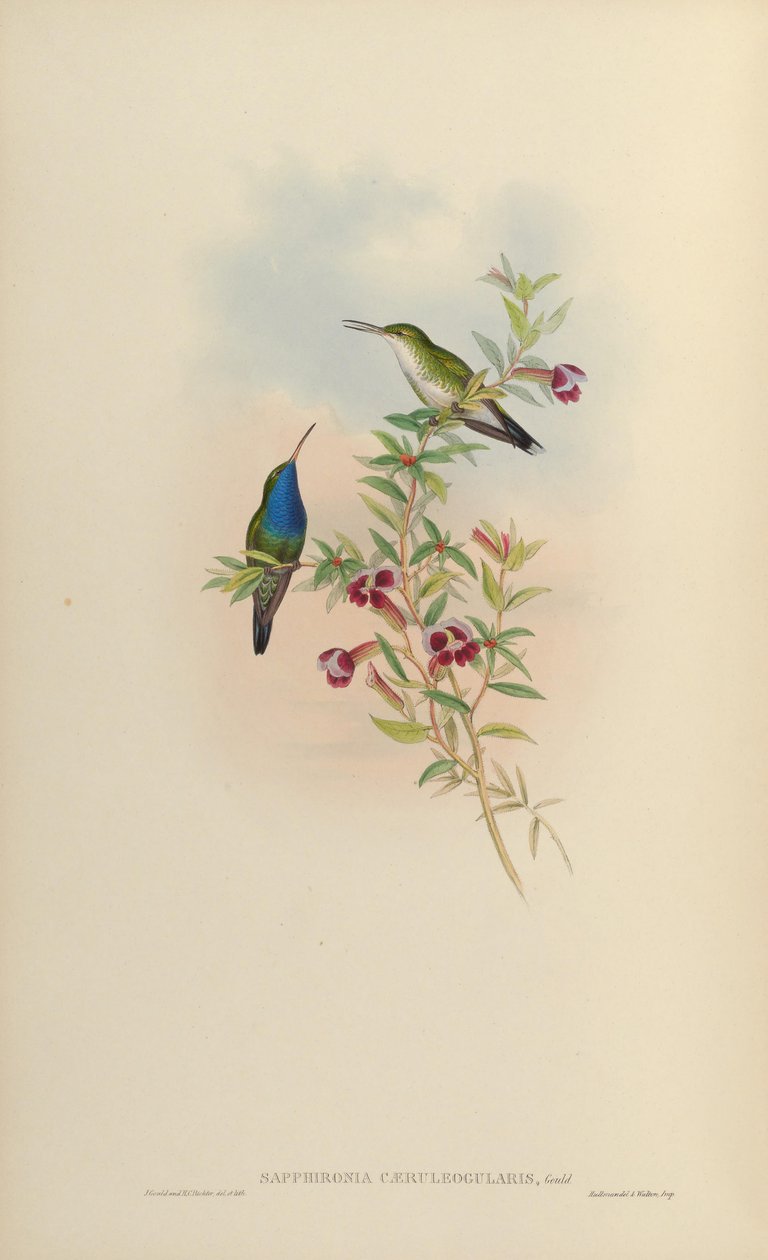 Sapphironia caeruleogularis = Lepidopyga caeruleogularis द्वारा जॉन गोल्ड