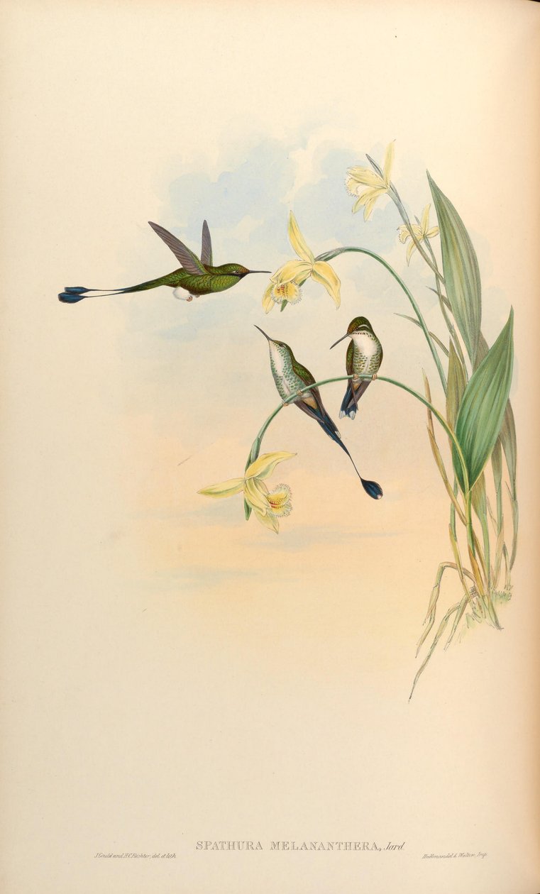 स्पथुरा मेलानथेरा = Ocreatus underwoodii melantherus द्वारा जॉन गोल्ड