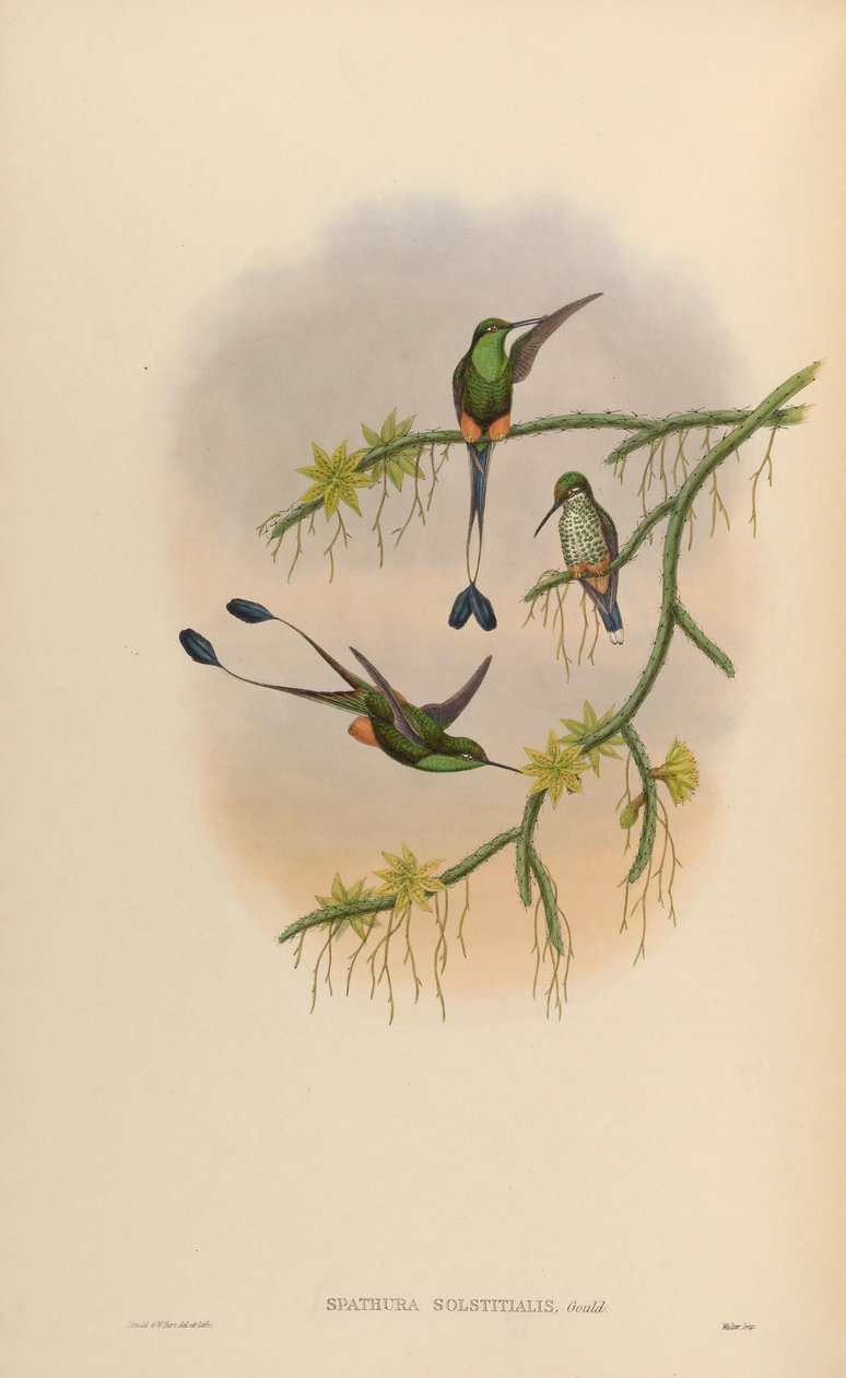स्पथुरा सॉलस्टिटिस = Ocreatus underwoodii द्वारा जॉन गोल्ड