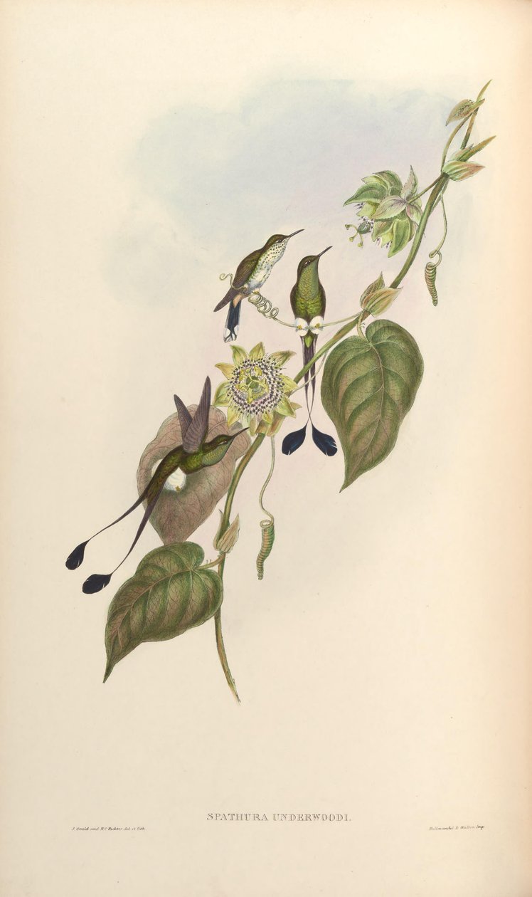 Spathura underwoodi = Ocreatus underwoodii melanantherus द्वारा जॉन गोल्ड