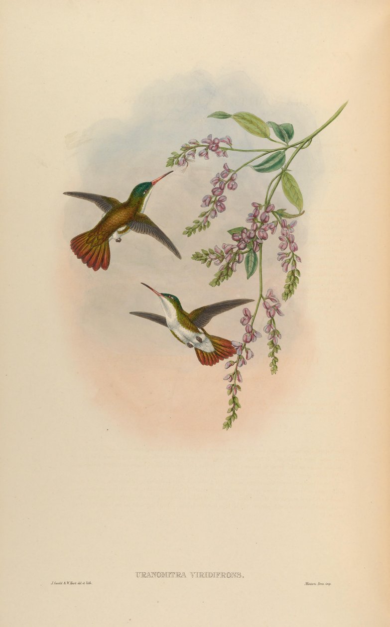 Uranomitra viridifrons = Amaxilia viridifrons viridifrons द्वारा जॉन गोल्ड