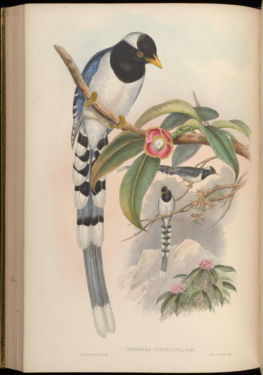 Urocissa cucullata = Urocissa flavirostris cucullata द्वारा जॉन गोल्ड