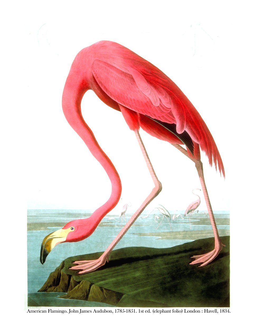 अमेरिकन फ्लेमिंगो, 1834 द्वारा जॉन जेम्स ऑडबोन