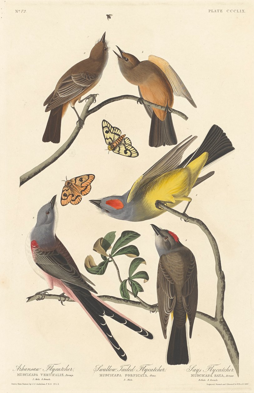 अर्कांसॉ फ्लाईकैचर, स्वैल-टेल्ड फ्लाइकैचर और सेस फ्लाईकैचर, 1837 द्वारा जॉन जेम्स ऑडबोन