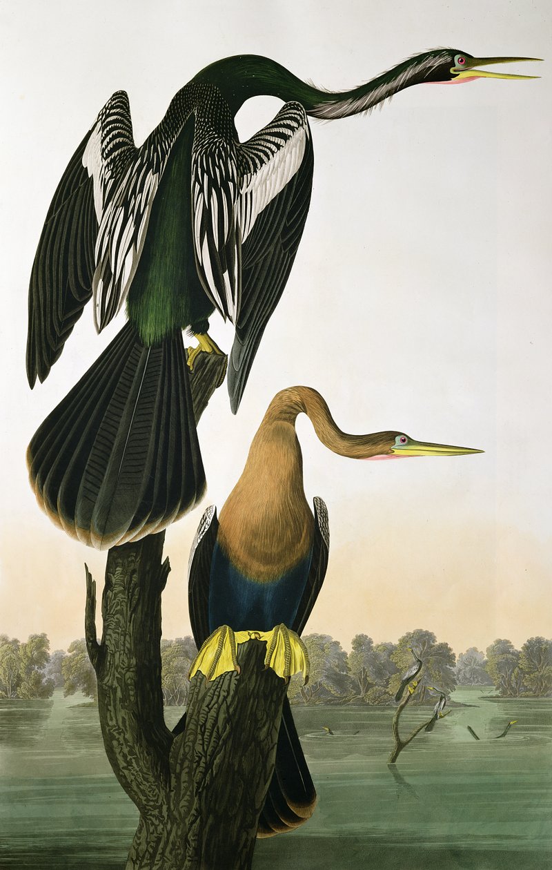 ब्लैक-बिल्ड डार्टर, &39;बर्ड्स ऑफ़ अमेरिका&39; से, रॉबर्ट हैवेल (1793-1878) द्वारा उत्कीर्ण, 1836 द्वारा जॉन जेम्स ऑडबोन