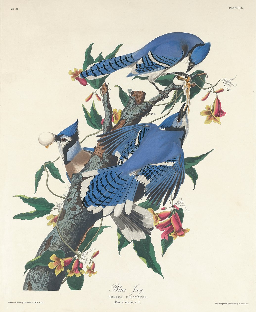 ब्लू जे, 1831 द्वारा जॉन जेम्स ऑडबोन