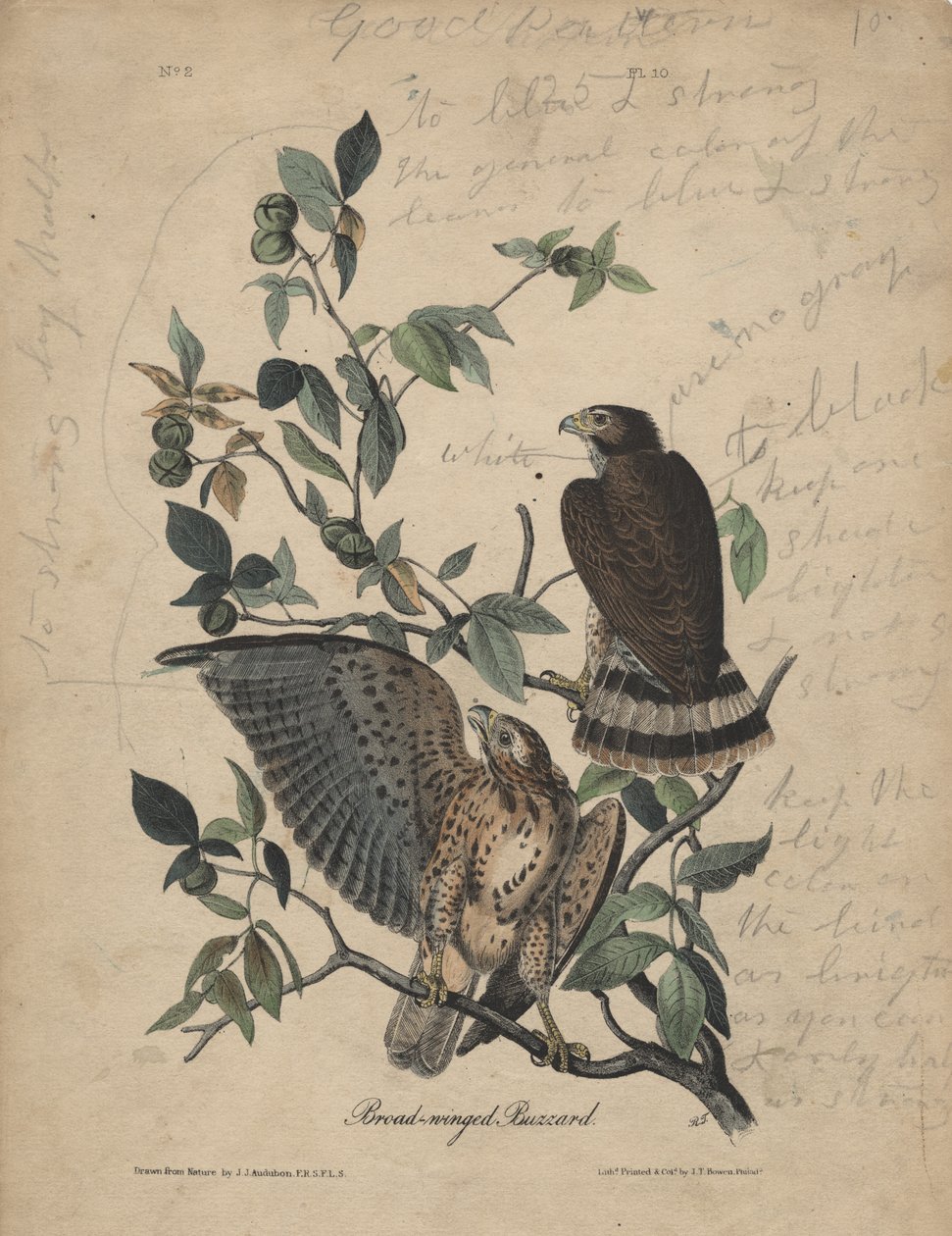 ब्रॉड-विंग्ड बज़र्ड, लिथो द्वारा JT बोवेन, 1840 द्वारा जॉन जेम्स ऑडबोन