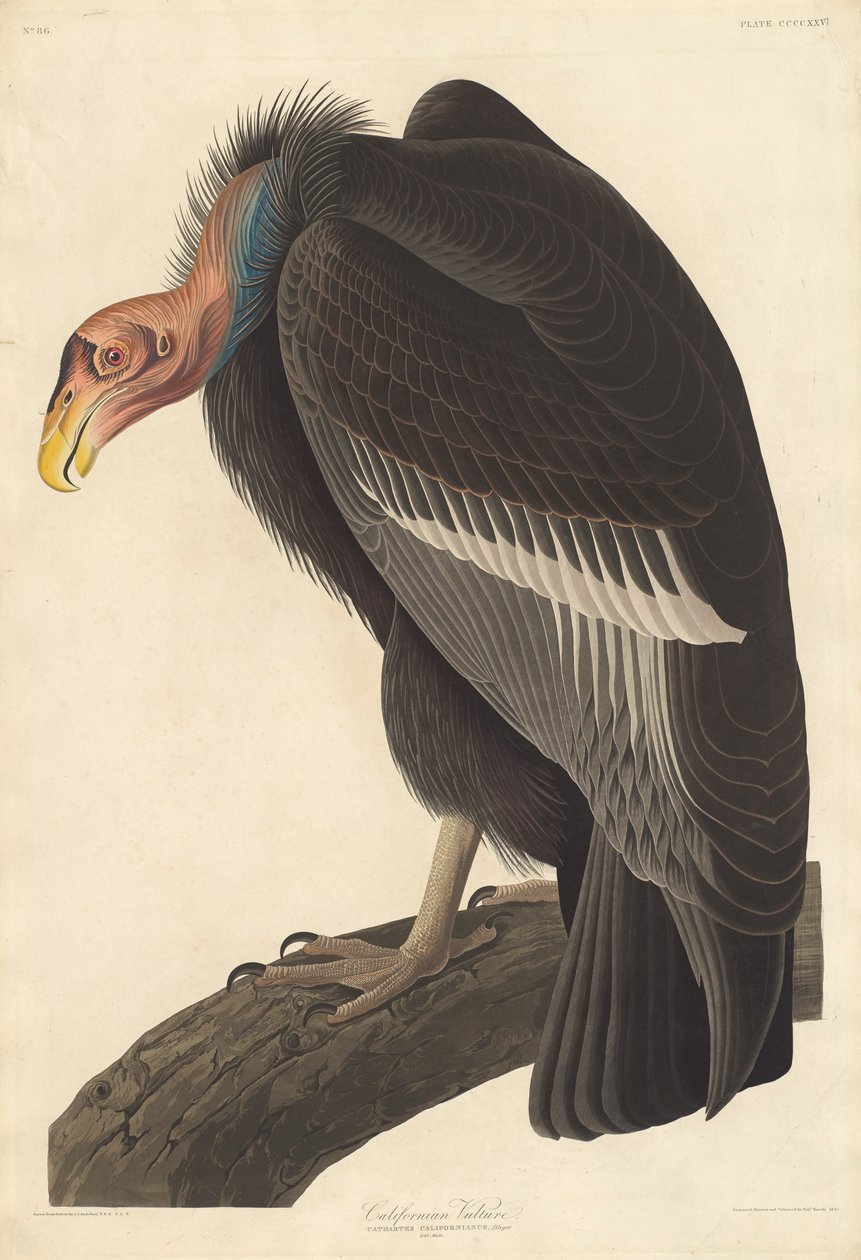 कैलिफ़ोर्निया गिद्ध, 1838 द्वारा जॉन जेम्स ऑडबोन