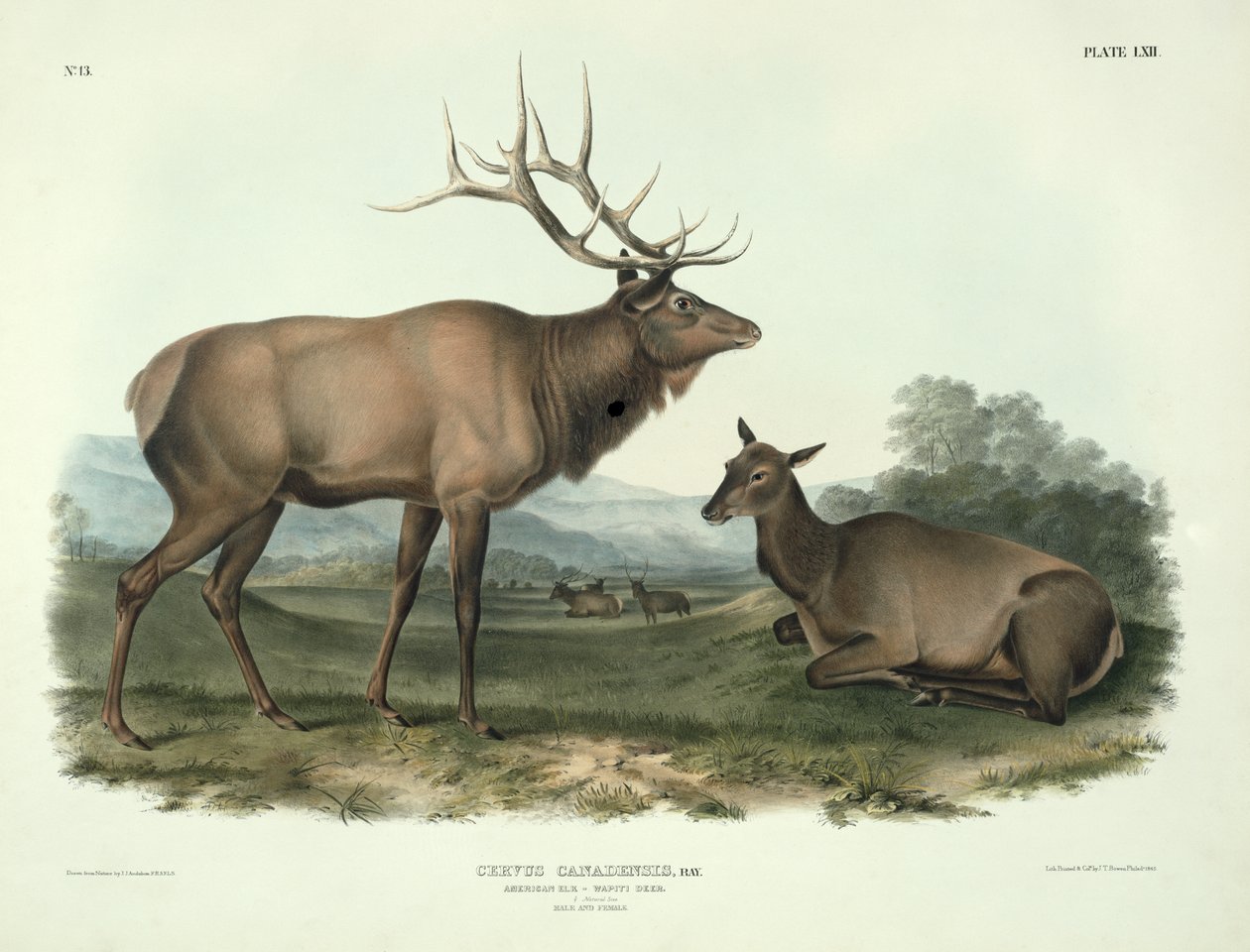 Cervus Canadensis (अमेरिकन एल्क, वैप्टीटी डियर), जॉन टी। बोवेन (1801-c.1856), 1845 द्वारा उत्कीर्ण &39;उत्तरी अमेरिका के चौगुनी&39; से प्लेट 62 द्वारा जॉन जेम्स ऑडबोन