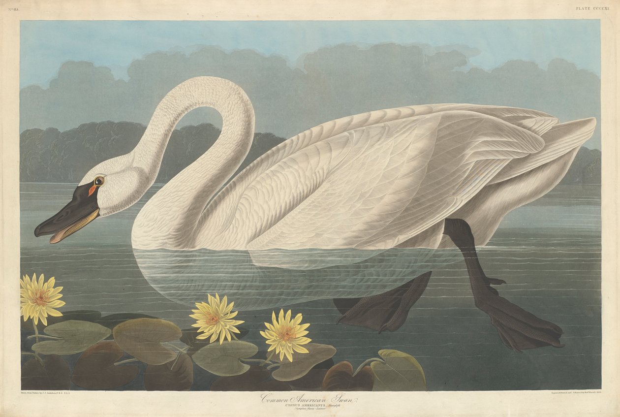 आम अमेरिकी हंस, 1838 द्वारा जॉन जेम्स ऑडबोन