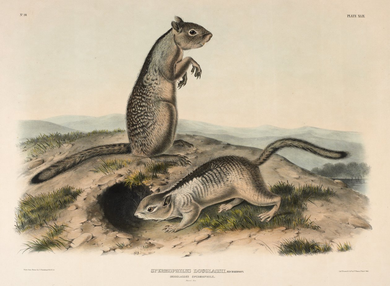 डगलस स्पर्मोफाइल (स्पर्मोफिलस डौग्लासी), 1844 (हाथ से रंग वाली लिथोग्राफ) द्वारा जॉन जेम्स ऑडबोन