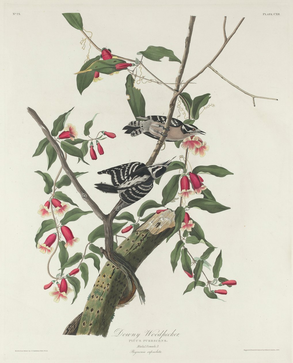 डाउनी वुडपेकर, 1831 द्वारा जॉन जेम्स ऑडबोन