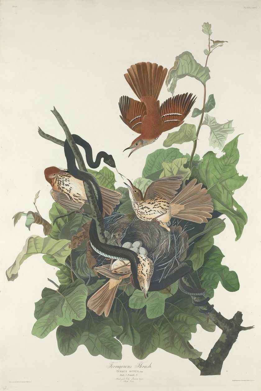फेरुगिनस थ्रश, 1831 द्वारा जॉन जेम्स ऑडबोन