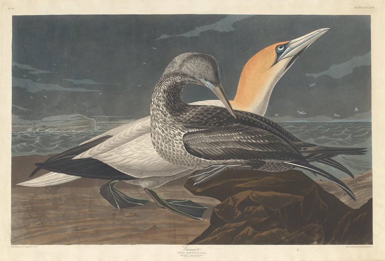 गनेट, 1836 द्वारा जॉन जेम्स ऑडबोन