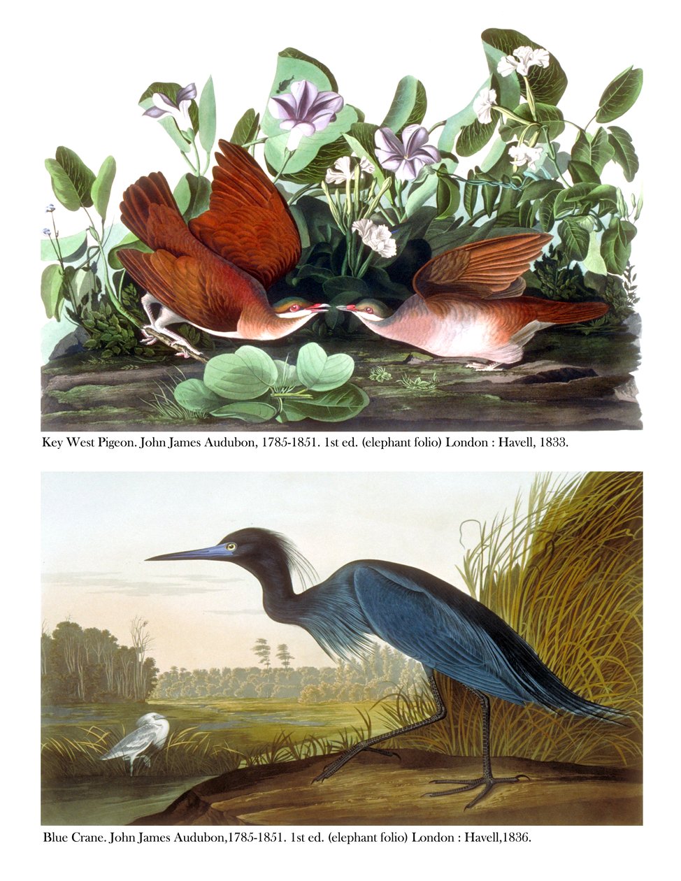 की वेस्ट पिजन एंड ब्लू क्रेन, c.1833-36 द्वारा जॉन जेम्स ऑडबोन